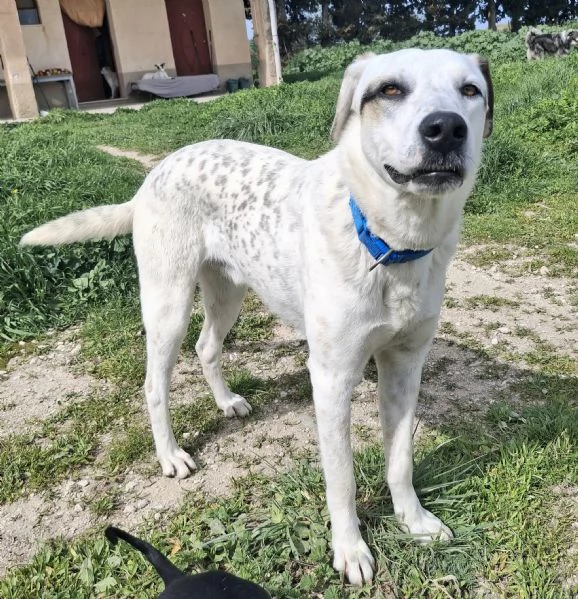 Blues 1 anno taglia media grande | Foto 1