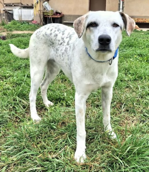 Blues 1 anno taglia media grande | Foto 0