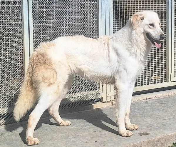 Leo 2 anni Taglia media grande  | Foto 2