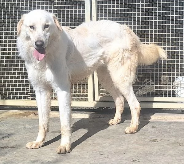 Leo 2 anni Taglia media grande  | Foto 1
