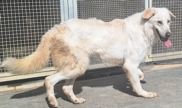 Leo 2 anni Taglia media grande  | Foto 0