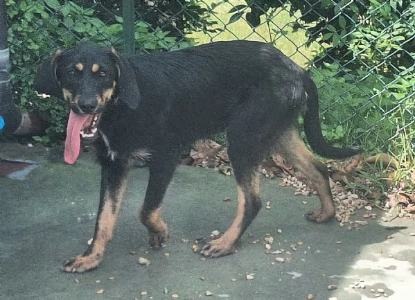 Edmondo 6 mesi taglia media piccola 