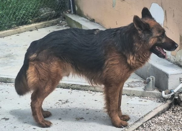 Scheggia 5 anni pastore tedesco  | Foto 5