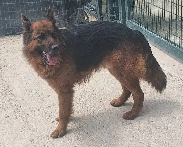 Scheggia 5 anni pastore tedesco  | Foto 4