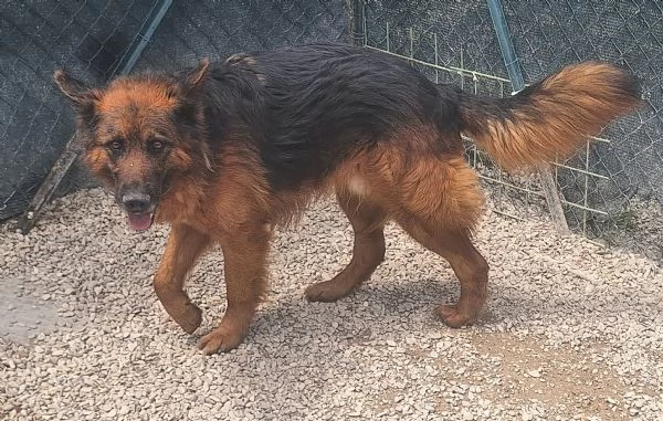 Scheggia 5 anni pastore tedesco  | Foto 2