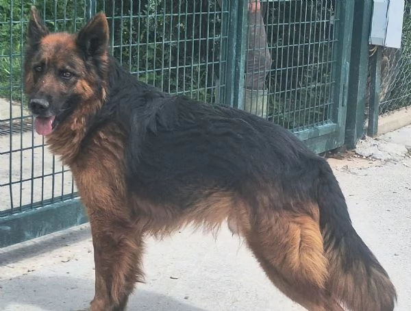 Scheggia 5 anni pastore tedesco 