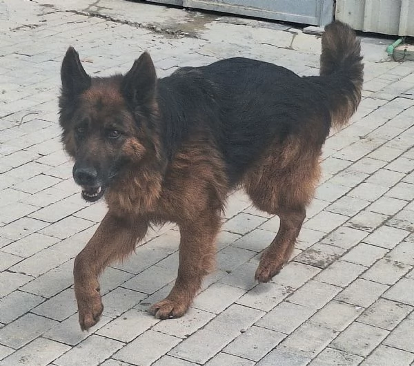 Scheggia 5 anni pastore tedesco  | Foto 1