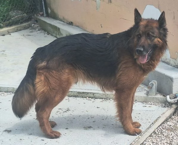 Scheggia 5 anni pastore tedesco  | Foto 0