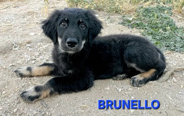 Brunello 2 mesi taglia media 