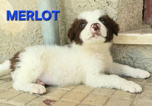 Merlot 50 giorni taglia media 