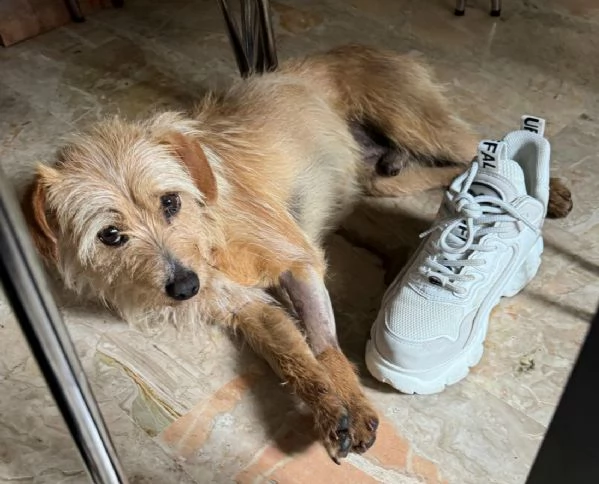 Orazio 2 anni Taglia piccola 
