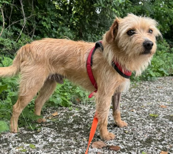 Orazio 2 anni Taglia piccola  | Foto 3