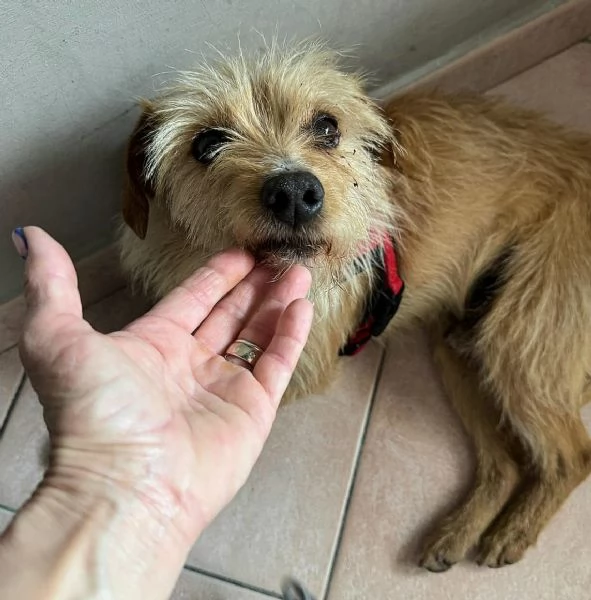 Orazio 2 anni Taglia piccola  | Foto 1