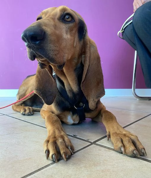 Marco Aurelio 4 anni segugio italiano  | Foto 1
