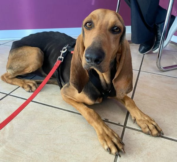 Marco Aurelio 4 anni segugio italiano  | Foto 0