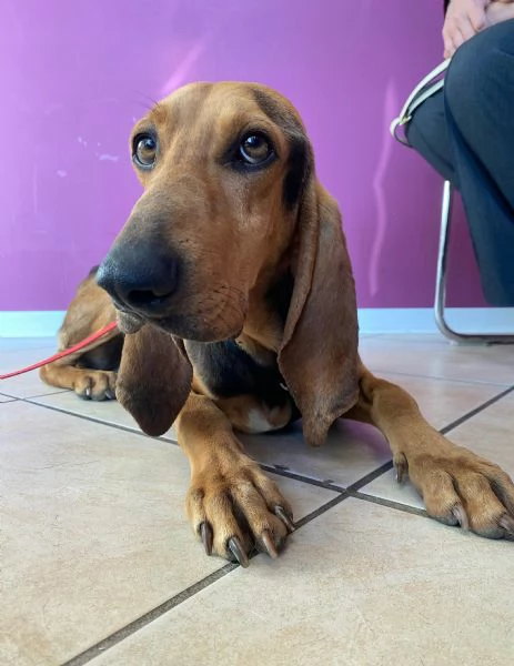 Marco Aurelio 4 anni segugio italiano 