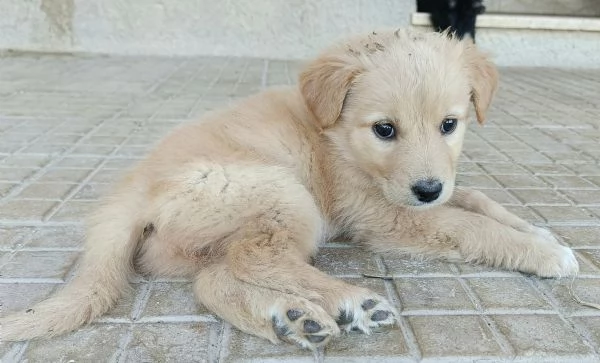 Soda 2 mesi mix golden  | Foto 3