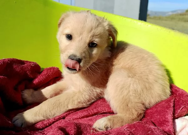 Soda 2 mesi mix golden  | Foto 1