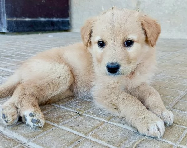 Soda 2 mesi mix golden 