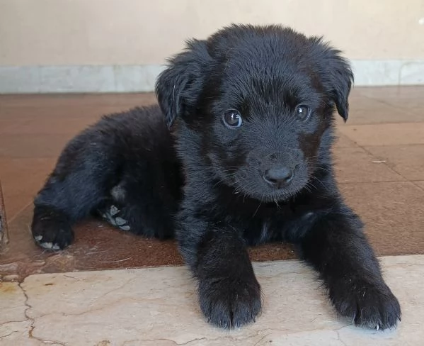 Gazzosa 2 mesi taglia media  | Foto 4