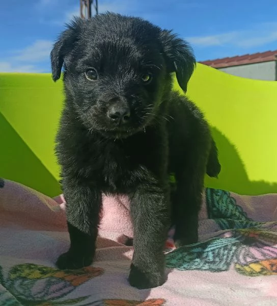 Gazzosa 2 mesi taglia media  | Foto 3
