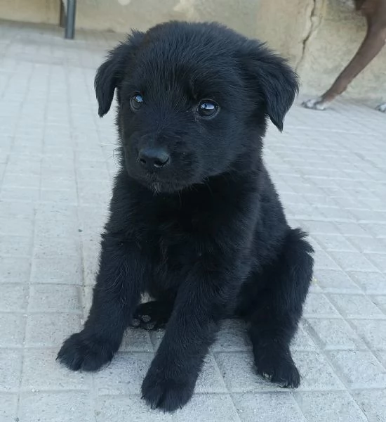 Gazzosa 2 mesi taglia media  | Foto 2