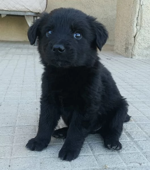 Gazzosa 2 mesi taglia media  | Foto 1
