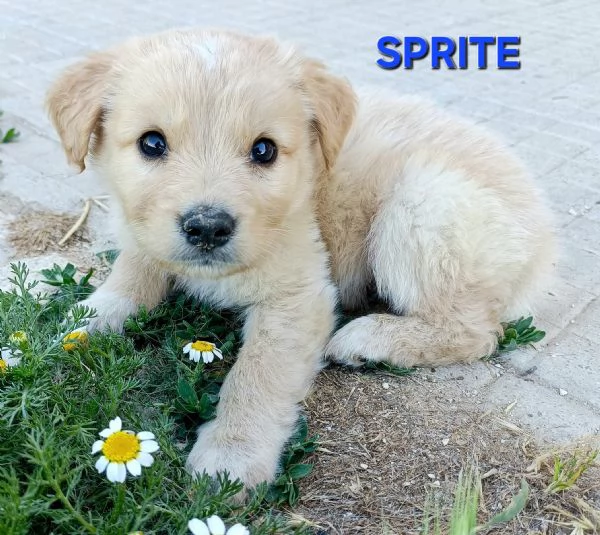 Sprite 2 mesi taglia media 