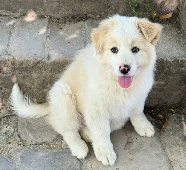 Napoleone 2 mesi taglia grande  | Foto 4