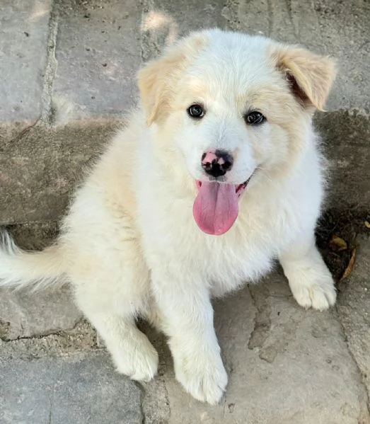 Napoleone 2 mesi taglia grande 