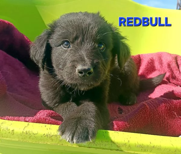 Redbull 2 mesi taglia media