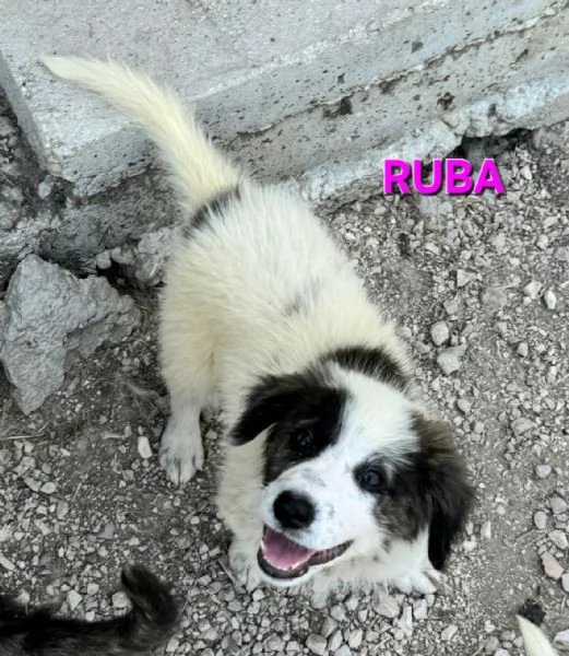 Ruba 2 mesi taglia media  | Foto 5