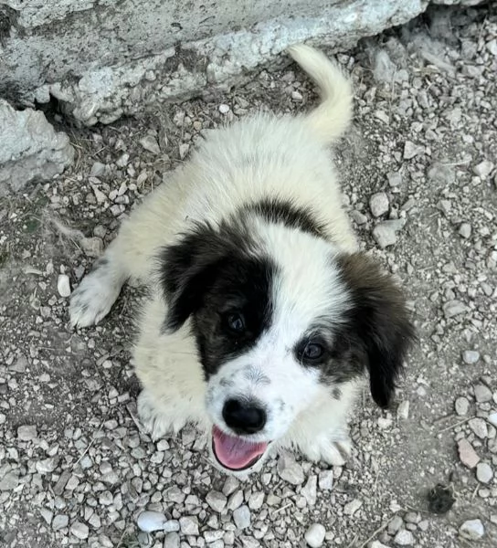 Ruba 2 mesi taglia media  | Foto 0