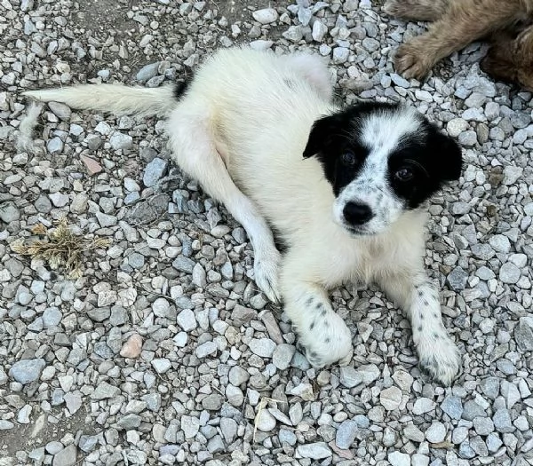 Laya 2 mesi taglia media  | Foto 3