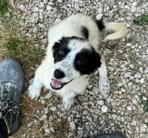 Laya 2 mesi taglia media  | Foto 2