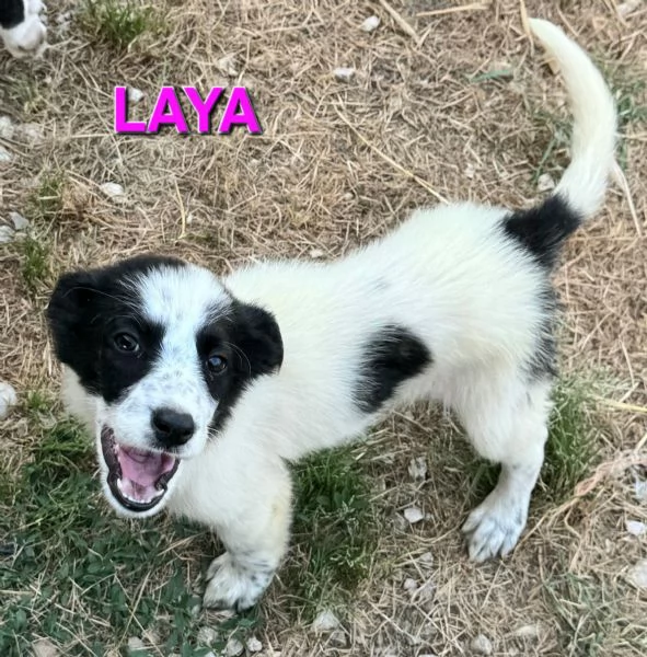 Laya 2 mesi taglia media 