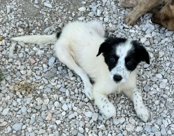 Laya 2 mesi taglia media  | Foto 0