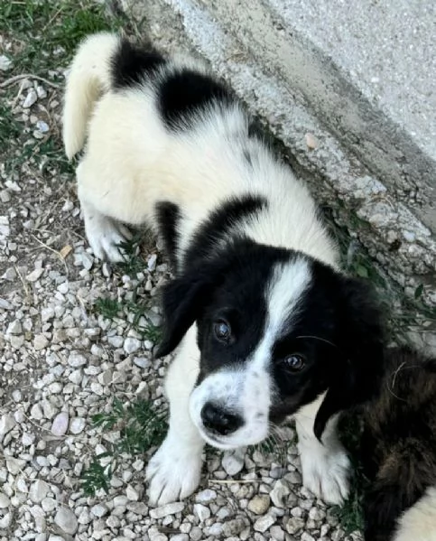 Samar 2 mesi taglia media  | Foto 2