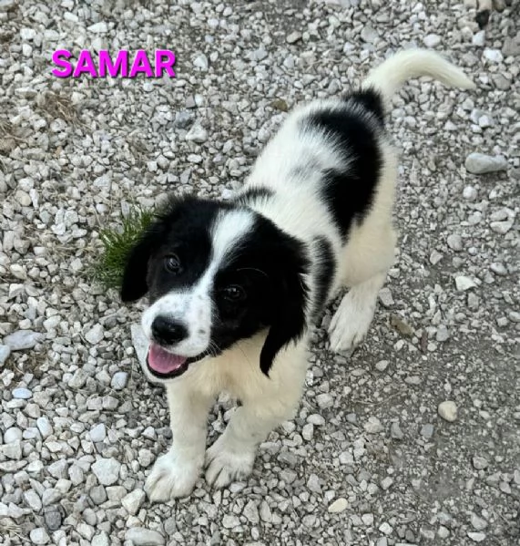 Samar 2 mesi taglia media 