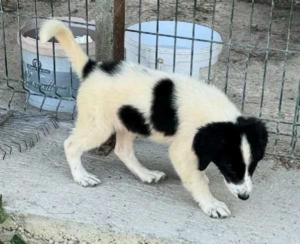 Samar 2 mesi taglia media  | Foto 0