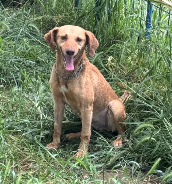Teresina 2 anni Taglia piccola  | Foto 0