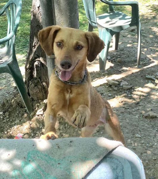 Teresina 2 anni Taglia piccola 
