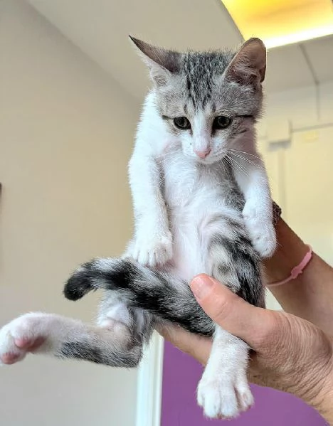 Fiorella gattina di 2 mesi | Foto 3