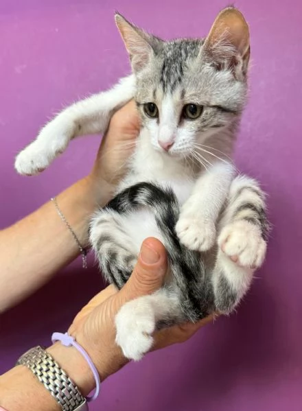 Fiorella gattina di 2 mesi | Foto 2