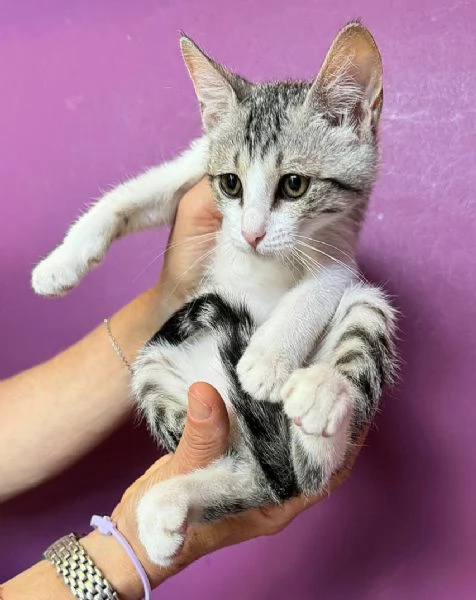 Fiorella gattina di 2 mesi | Foto 1