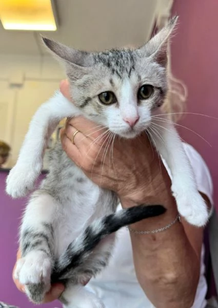 Fiorella gattina di 2 mesi | Foto 0