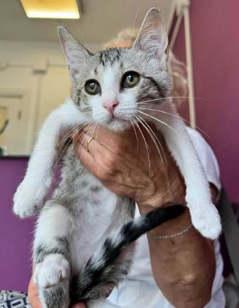 Fiorella gattina di 2 mesi