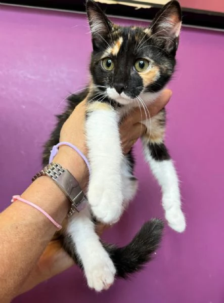 Ophelia gattina di 2 mesi | Foto 3