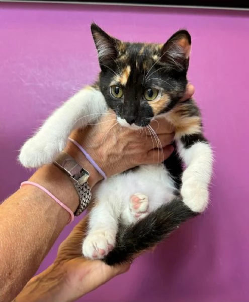 Ophelia gattina di 2 mesi | Foto 1