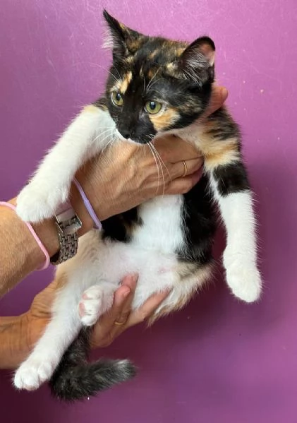 Ophelia gattina di 2 mesi | Foto 0